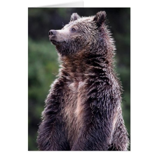 Standing Grizzly Bear Cards (Front)