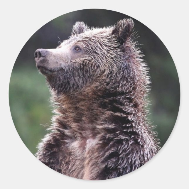 Standing Grizzly Bear Classic Round Sticker (Front)