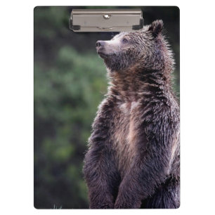 Standing Grizzly Bear Clipboard