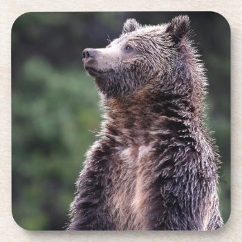 Standing Grizzly Bear Coaster by usyellowstone at Zazzle