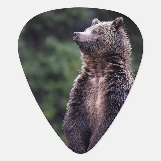 Standing Grizzly Bear Guitar Pick (Front)