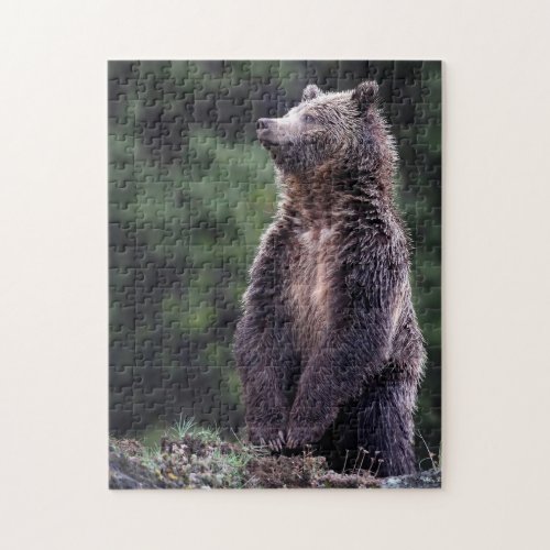 Standing Grizzly Bear Jigsaw Puzzle