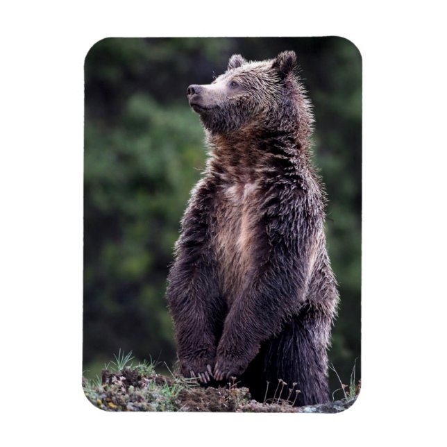 Standing Grizzly Bear Magnet (Vertical)