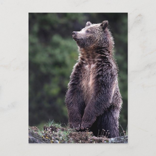Standing Grizzly Bear Postcard (Front)