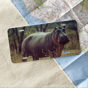 Standing Hippo Posing at Camera in Africa Foliage License Plate