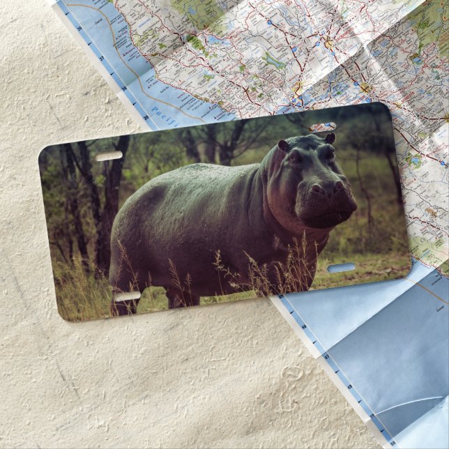 Standing Hippo Posing at Camera in Africa Foliage License Plate (In Situ)