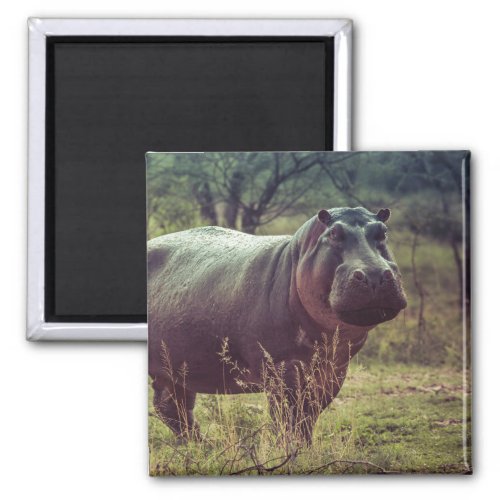 Standing Hippo Posing at Camera in Africa Foliage Magnet