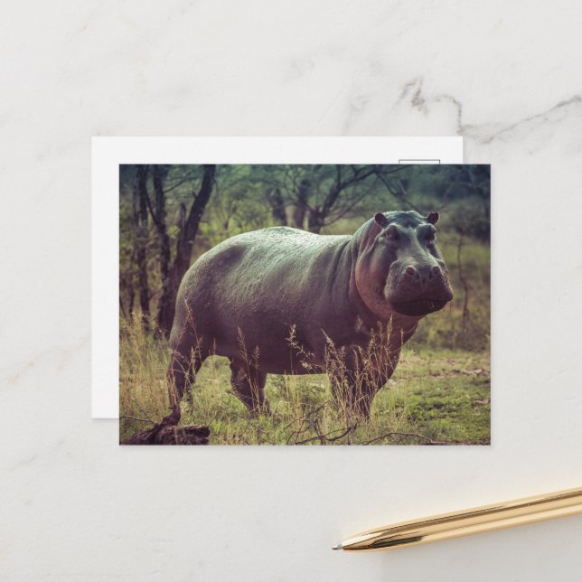 Standing Hippo Posing at Camera in Africa Foliage Postcard (Front/Back In Situ)