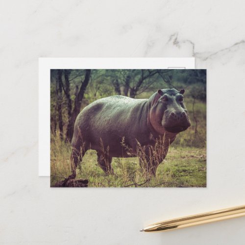 Standing Hippo Posing at Camera in Africa Foliage Postcard