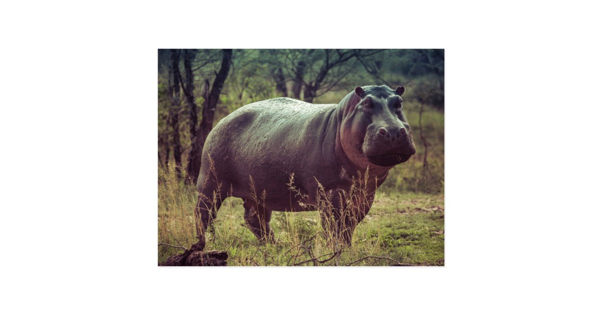 Standing Hippo Posing at Camera in Africa Foliage Postcard | Zazzle.com