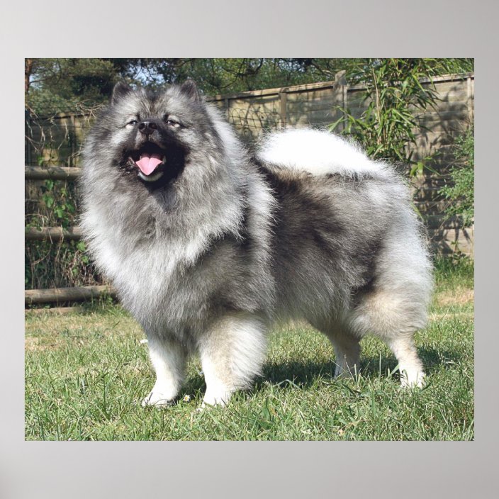 keeshond plush