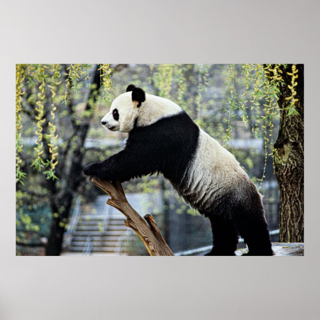 Standing Panda Poster (Front)