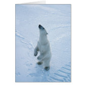 Standing Polar Bear (Front)