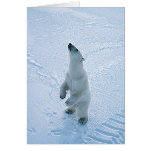 Standing Polar Bear Cards (Front)