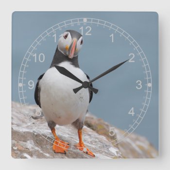 Standing Puffin Square Wall Clock by Welshpixels at Zazzle