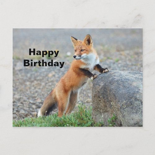 Standing Red Fox Birthday Postcard