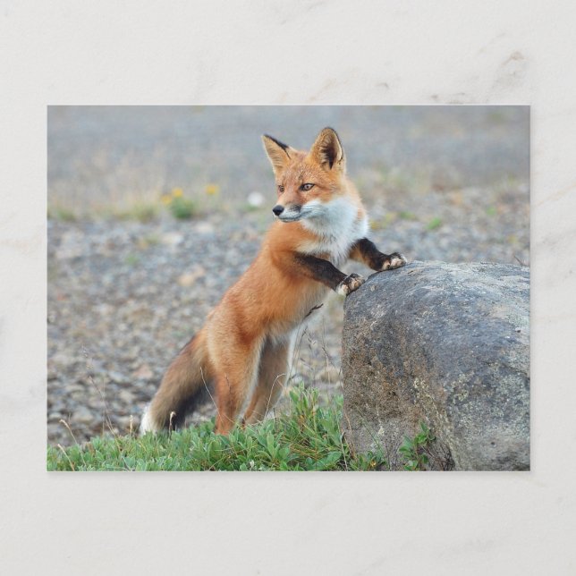 Standing Red Fox Postcard (Front)