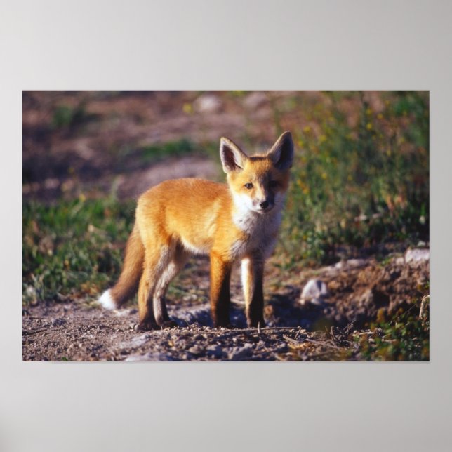 Standing Red Fox Poster (Front)