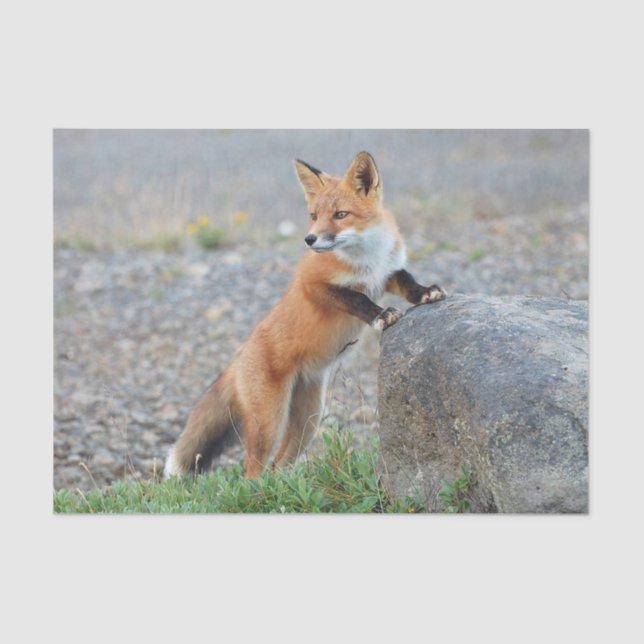 Standing Red Fox Tissue Paper (Front)