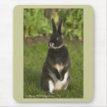 Standing Rex Rabbit Mouse Pad at Zazzle