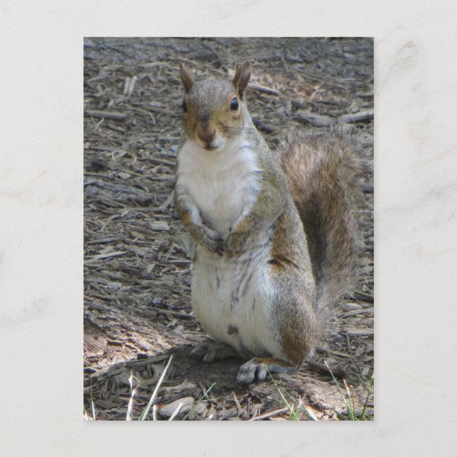 Standing Squirrel Postcard (Front)