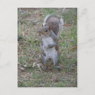Standing Squirrel Postcard