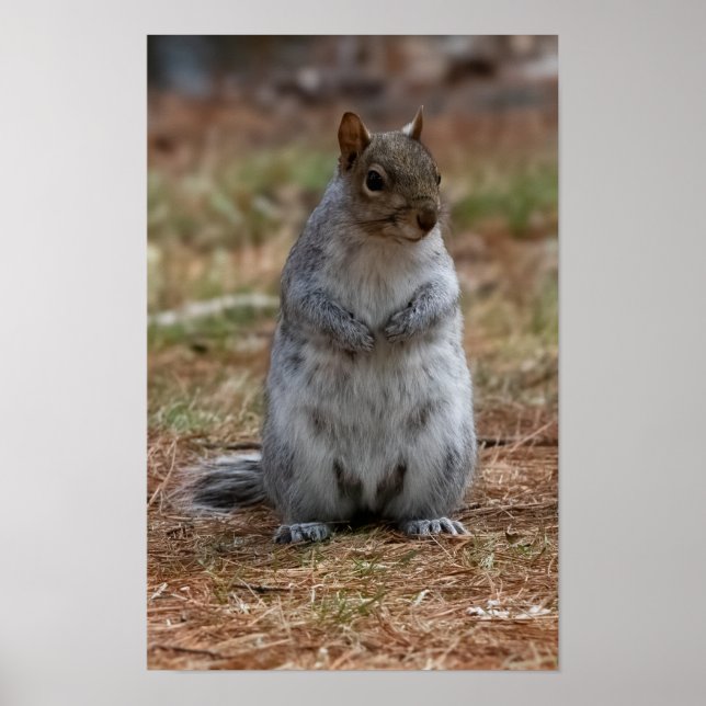 Standing Squirrel Poster (Front)