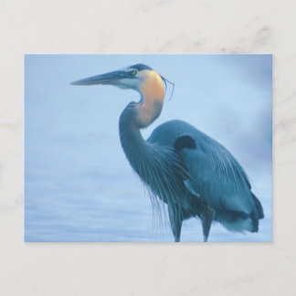 Standing Tall Postcard
