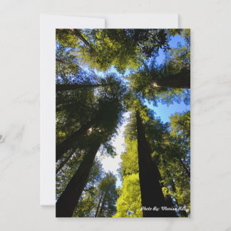 Standing Tall with the Redwoods Holiday Card