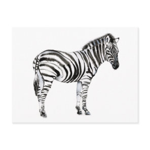 Standing Zebra Postcard