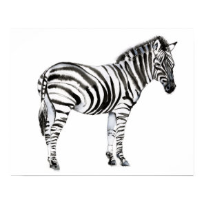 Standing Zebra Poster