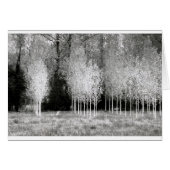 Stands of Trees Cards (Front Horizontal)