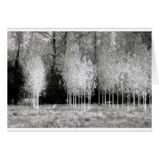 Stands of Trees Cards