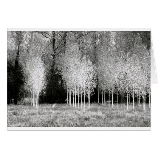 Stands of Trees Cards (Front Horizontal)