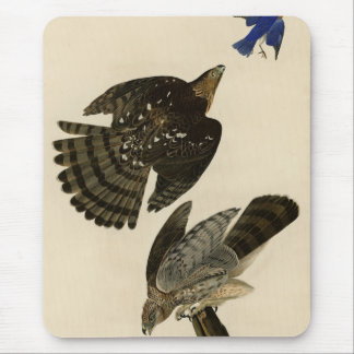 Stanley (Cooper's) Hawk Audubon's Birds of America Mouse Pad