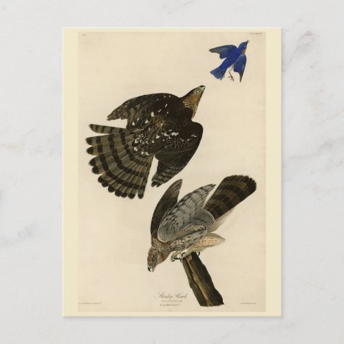 Stanley Coopers Hawk Audubons Birds of America Postcard