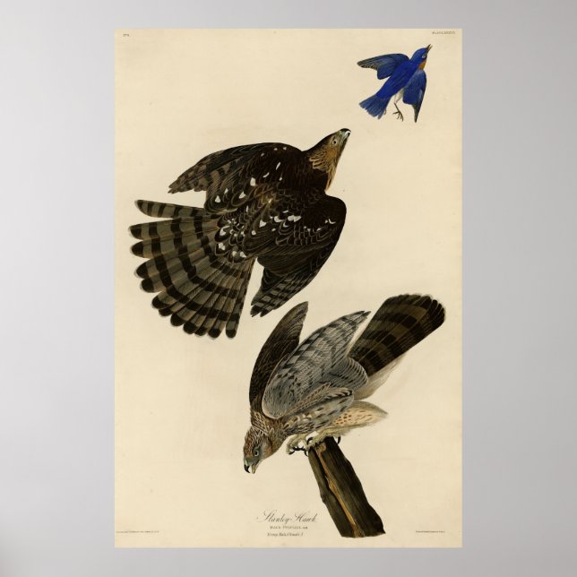 Stanley (Cooper's) Hawk Audubon's Birds of America Poster (Front)