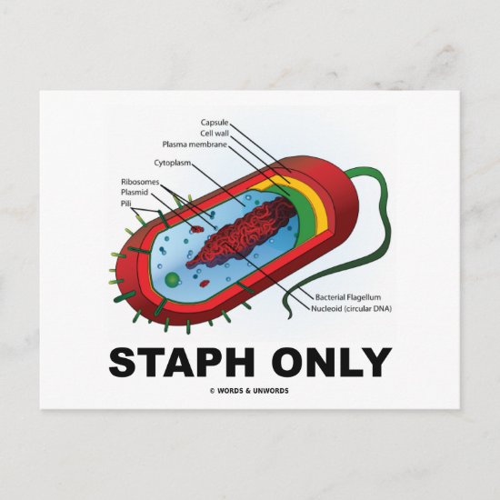 Staph Only (Bacteria Health Medicine Humor) Postcard