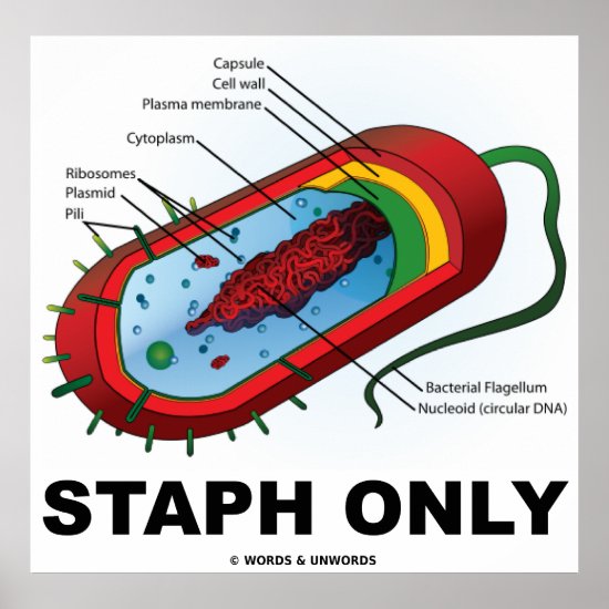 Staph Only (Bacteria Prokaryote) Poster