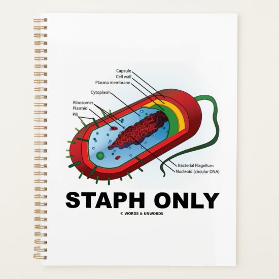 Staph Only Bacterium Diagram Prokaryote Bacteria Planner