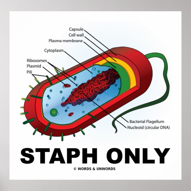 Staph Only (Bacterium Diagram Prokaryote Bacteria) Poster (Front)