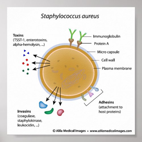 Staphylococcus aureus bacterium labeled diagram poster