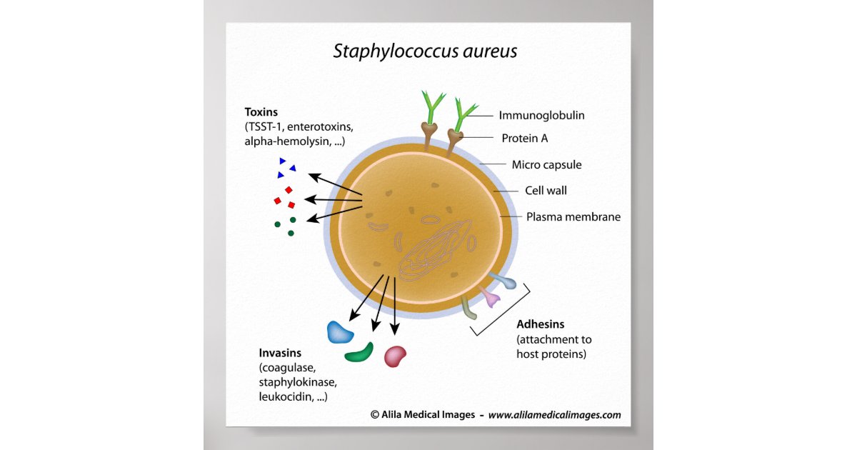 Составьте цепочку инфекционного процесса для staphylococcus aureus схема