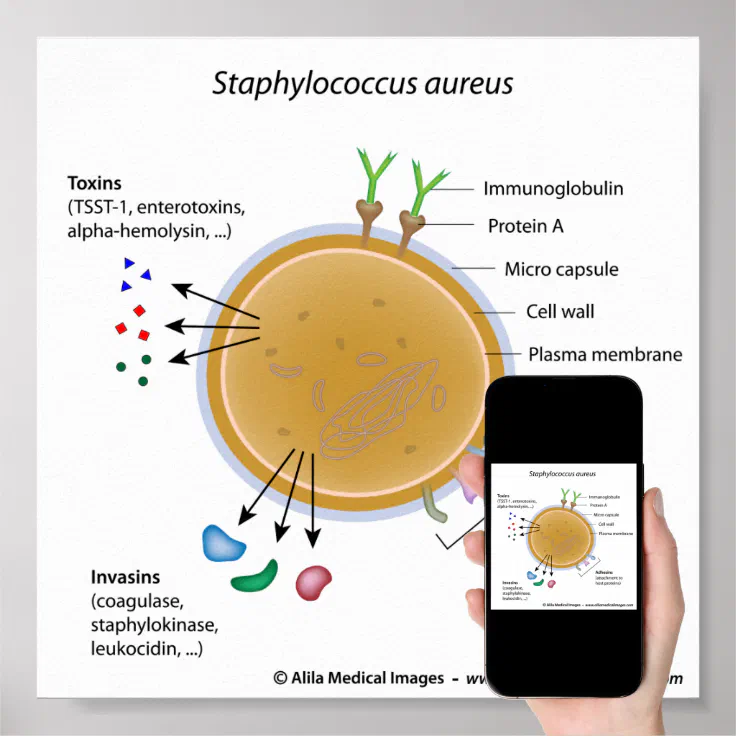 Staphylococcus aureus bacterium labeled diagram. poster | Zazzle