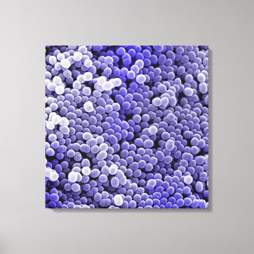 Staphylococcus Canvas Print