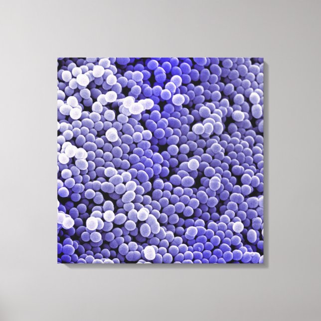 Staphylococcus Canvas Print (Front)