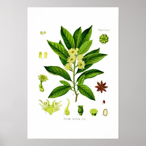 Star anise poster