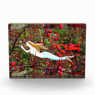 star carrying mermaid award