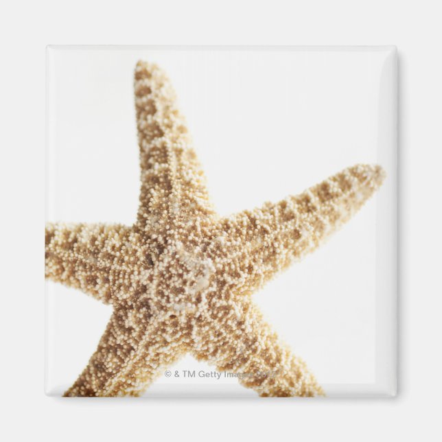 Star fish magnet (Front)