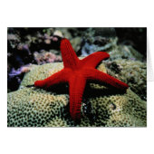 Star Fish | Red Sea (Front Horizontal)